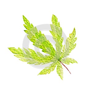 Green cannabis indica leaf painted in watercolor. Hand drawn marijuana illustration isolated on white background