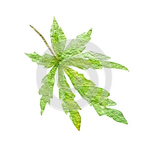 Green cannabis indica leaf painted in watercolor. Hand drawn marijuana illustration isolated on white background