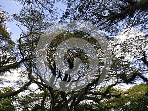 Green canopy in ancient tropical forest. mistycal forest