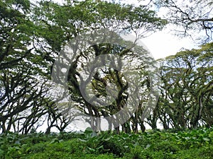 Green canopy in ancient tropical forest. mistycal forest