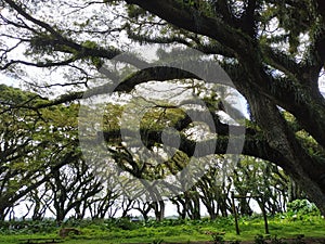 Green canopy in ancient tropical forest. mistycal forest