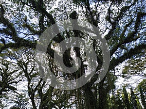 Green canopy in ancient tropical forest. mistycal forest