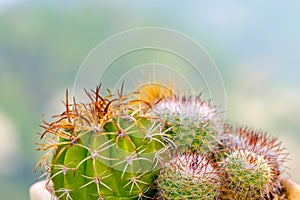 Green Cantus tree planted with