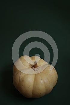 Green Canvas, Tiny Glow: Pumpkin Delight photo