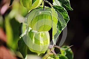 GREEN CAPE GOOSEBERRY HUSK WITH DEVELOPING FRUIT AND FOLIAGE