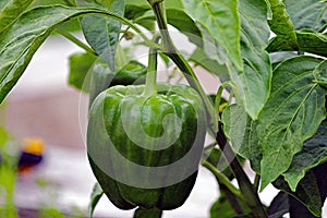 Green Capsicum Plant with green capsicum on it
