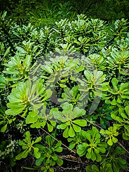 Green captus plants leaf tree photo