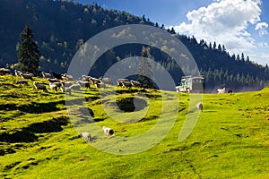 Green car passed near flock of sheep on the meadow