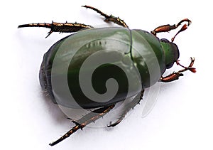 Green Carab Beetle