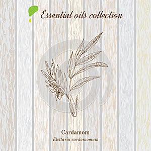 Green cardamon, essential oil label, aromatic plant