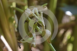 Green Cardamon pods in plant