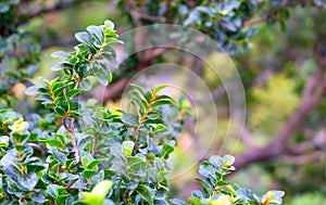 Green Carmona Retusa or Fukien Tea Tree