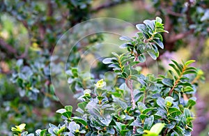 Green Carmona Retusa or Fukien Tea Tree