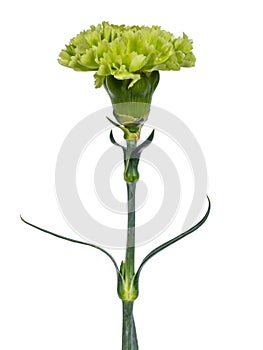 Green Carnation flower, on white background