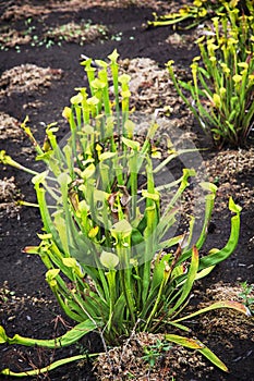 Green carnivorous plant