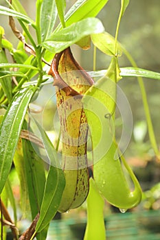 Green carnivorous plant Nepenthes maxima