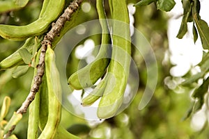 Green carob fruit hanging in ceratonia siliqua tree