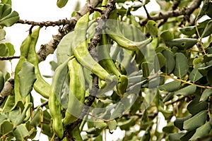 Green carob fruit hanging in ceratonia siliqua tree