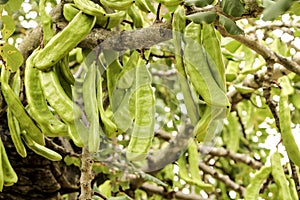 Green carob fruit hanging in ceratonia siliqua tree