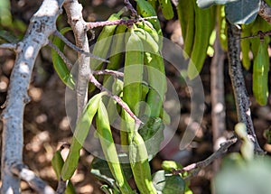 Green carob fruits hanging in the garden closeup