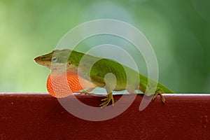 Green Carolina Anole