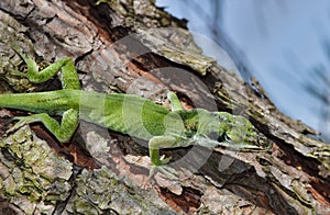 Green Carolina anole lizard (Anolis carolinensis) with facial injuries climbing a Pine tree in the wild.