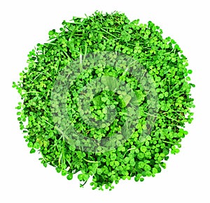 Green carpet of clover