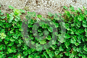 Green carpet of clover. Texture of the leaves of the clover. Pla