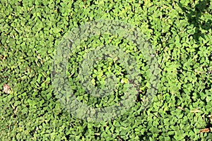 Green carpet of Common yellow woodsorrel (Oxalis stricta) with yellow flowers : (pix Sanjiv Shukla)