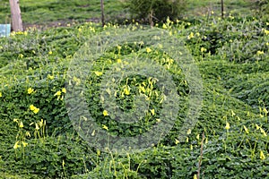 Green carpet of Common yellow woodsorrel (Oxalis stricta) with yellow flowers : (pix Sanjiv Shukla)