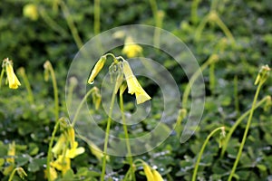 Green carpet of Common yellow woodsorrel (Oxalis stricta) with yellow flowers : (pix Sanjiv Shukla)