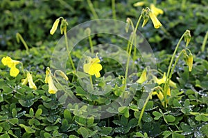 Green carpet of Common yellow woodsorrel (Oxalis stricta) with yellow flowers : (pix Sanjiv Shukla)