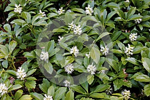 Green Carpet Japanese Spurge   813062