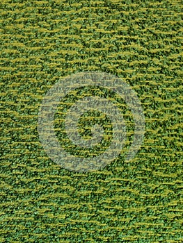 Green carpet, Texture of carpet background, Close up of green yarn carpet