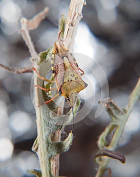 Green carpocoris fuscispinus
