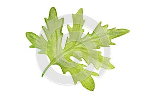 Green carved leaf painted in watercolor and isolated on a white background.