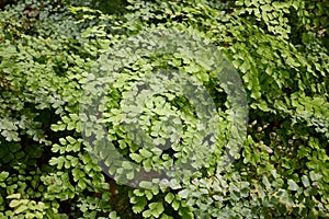 Green caryota mitis plant in nature garden