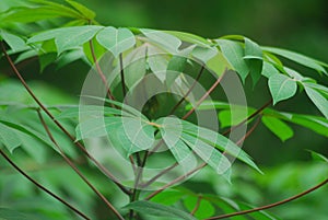 Green casava autumn stock image