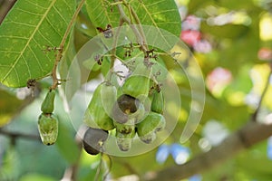 Background of green fruit of cashew tree. Scientific name is Anacardium occidentale