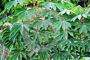 Cassava leaf plant background. Close-up of cassava leaves.