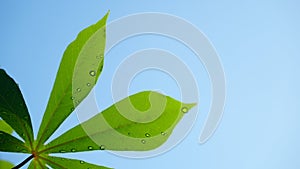 Green cassava leaves with dew drops and blue sky