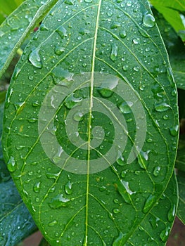 Green cassava leaves with raindrops