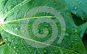 Green cassava leaves with raindrops