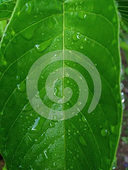 Green cassava leaves with raindrops