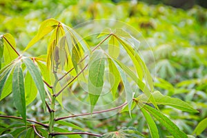 Green cassava tree in the cultivated field. Cassava (Manihot esculenta), also called Yuca, Mandioa, Manioc, Tapioca, Brazilian ar