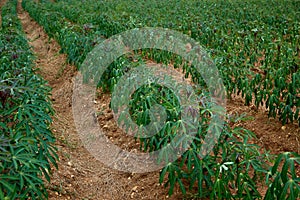 green cassava tree on farm