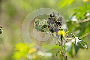 Green Castor Bean Plant