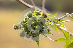 Green Castor Bean Plant