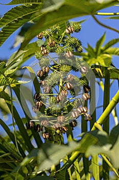 Green Castor Bean Plant