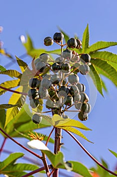 Green Castor Bean Plant